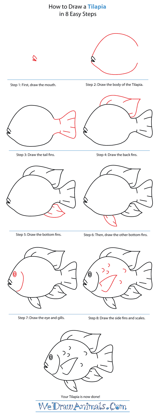How to Draw a Tilapia - Step-By-Step Tutorial
