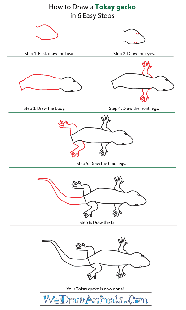 How to Draw a Tokay Gecko - Step-By-Step Tutorial