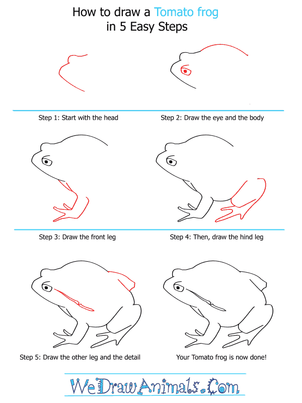 How to Draw a Tomato Frog - Step-by-Step Tutorial