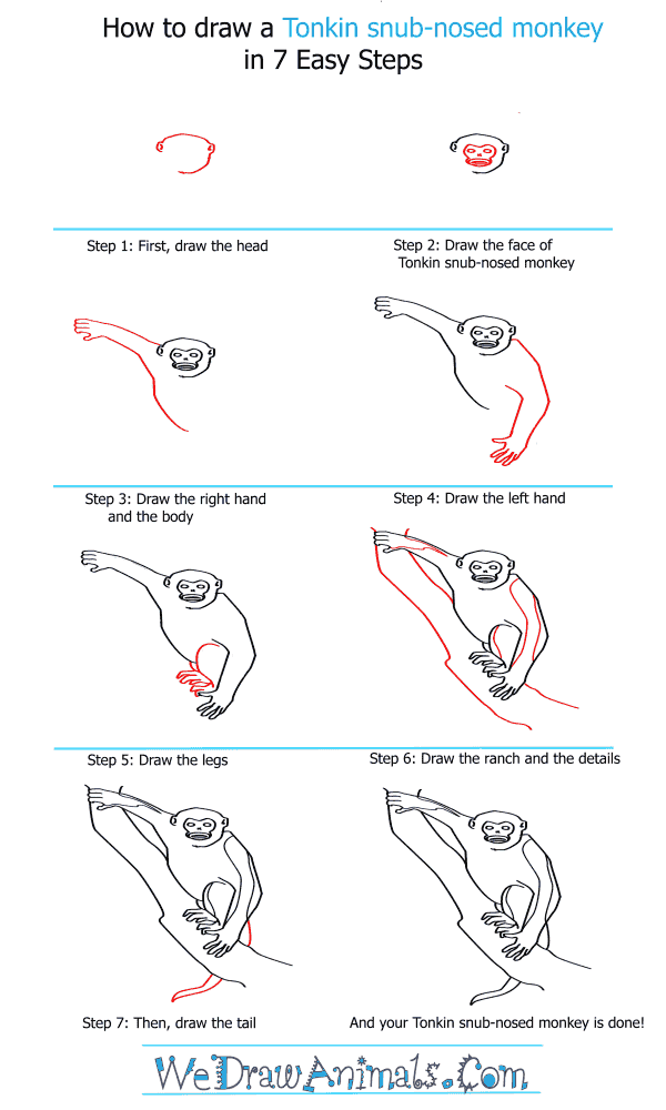 How to Draw a Tonkin Snub-Nosed Monkey - Step-by-Step Tutorial