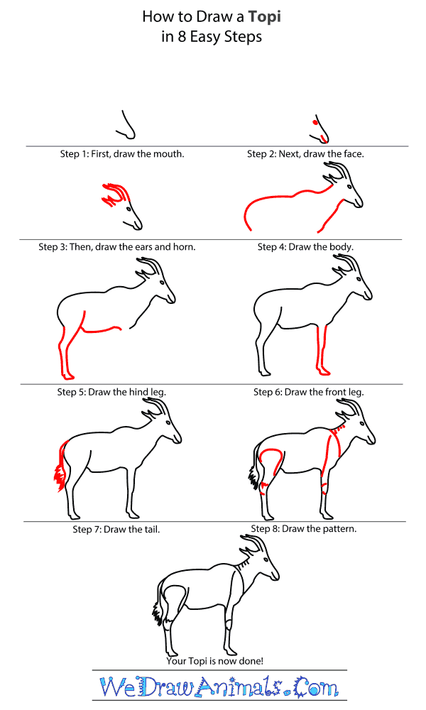 How to Draw a Topi - Step-by-Step Tutorial