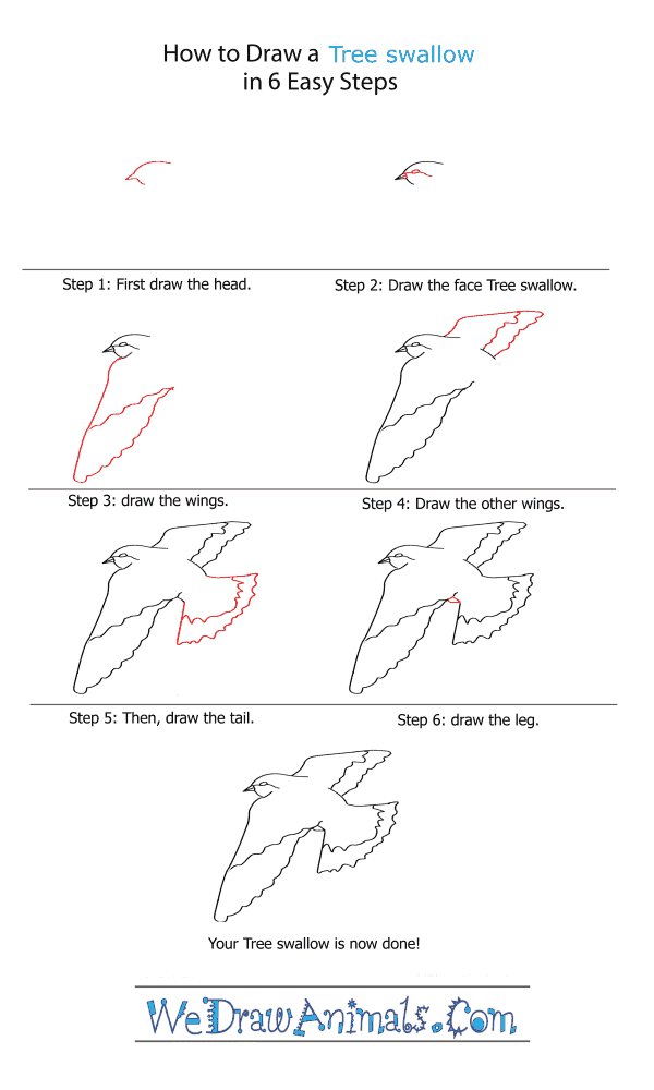 How to Draw a Tree Swallow - Step-by-Step Tutorial