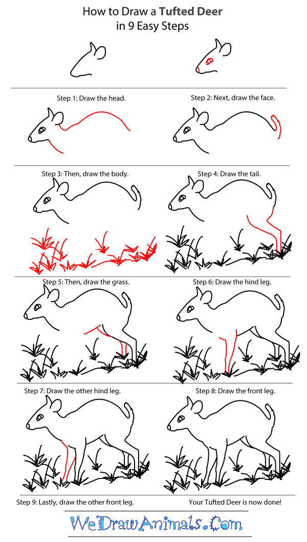 How to Draw a Tufted Deer - Step-by-Step Tutorial