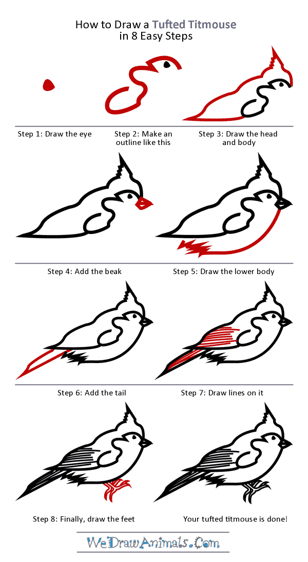 How to Draw a Tufted Titmouse - Step-by-Step Tutorial