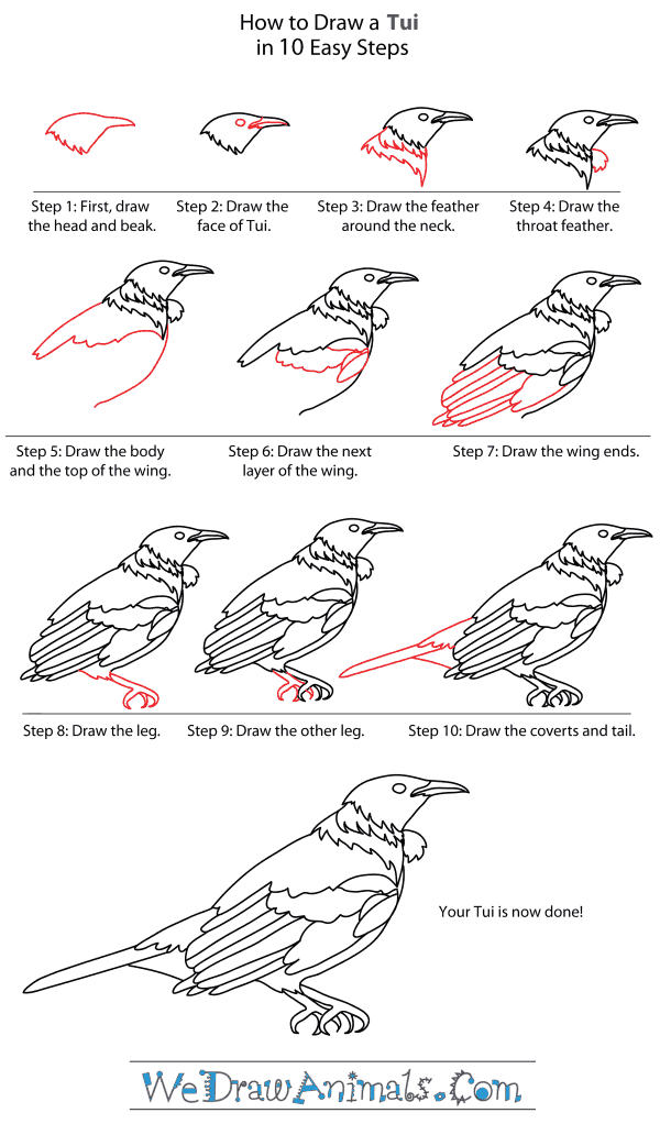 How to Draw a Tui - Step-By-Step Tutorial