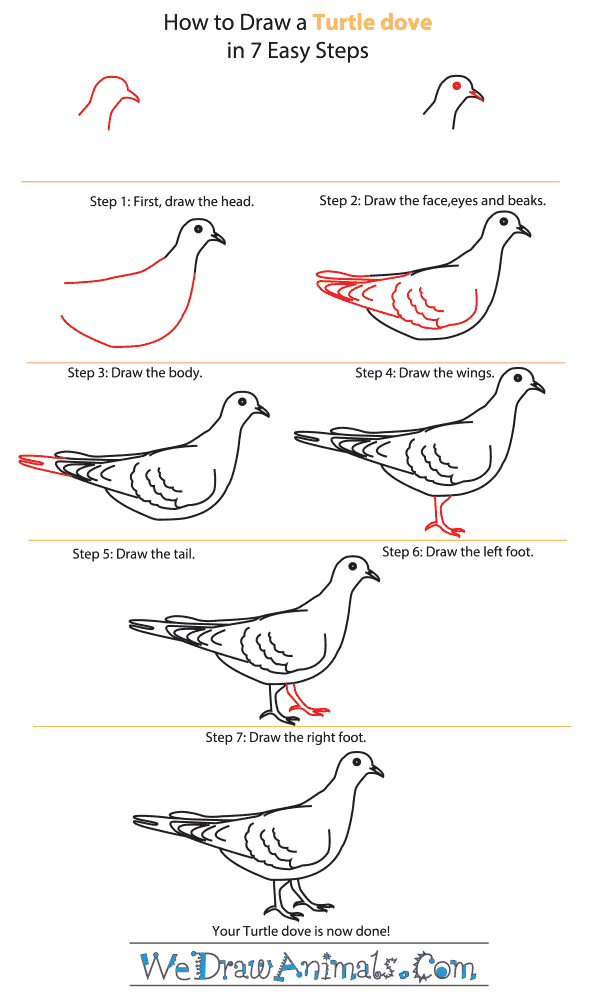 How to Draw a ﻿Turtle Dove - Step-by-Step Tutorial