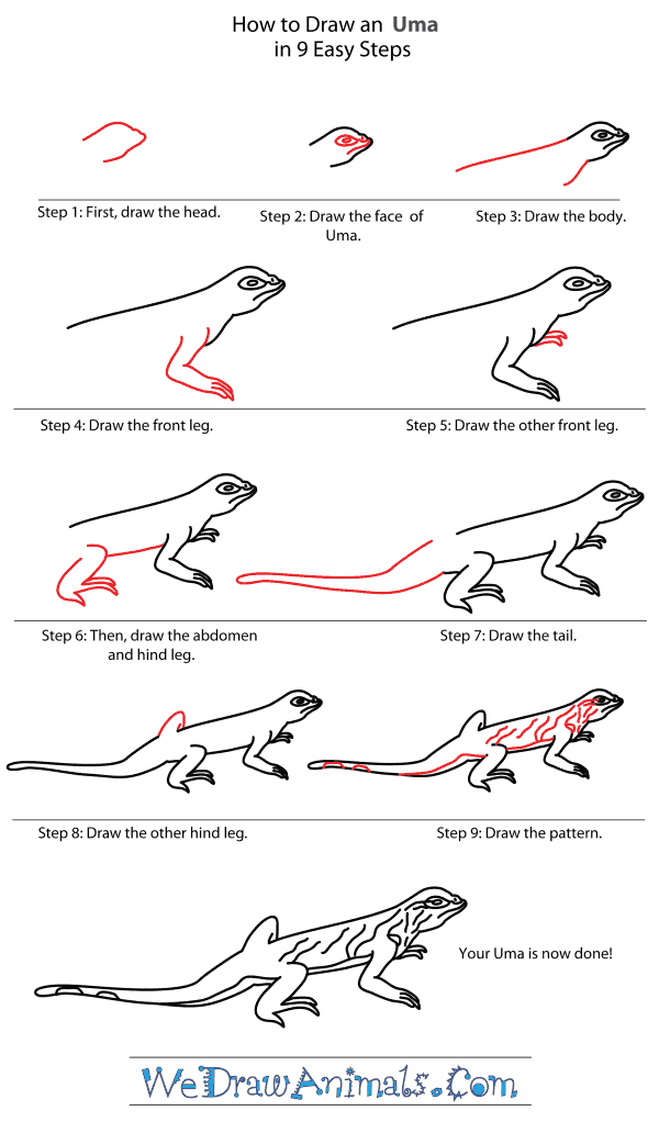 How to Draw an Uma - Step-By-Step Tutorial