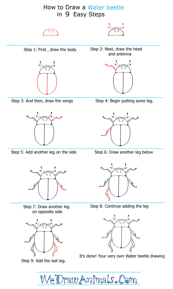 How to Draw a Water Beetle - Step-by-Step Tutorial