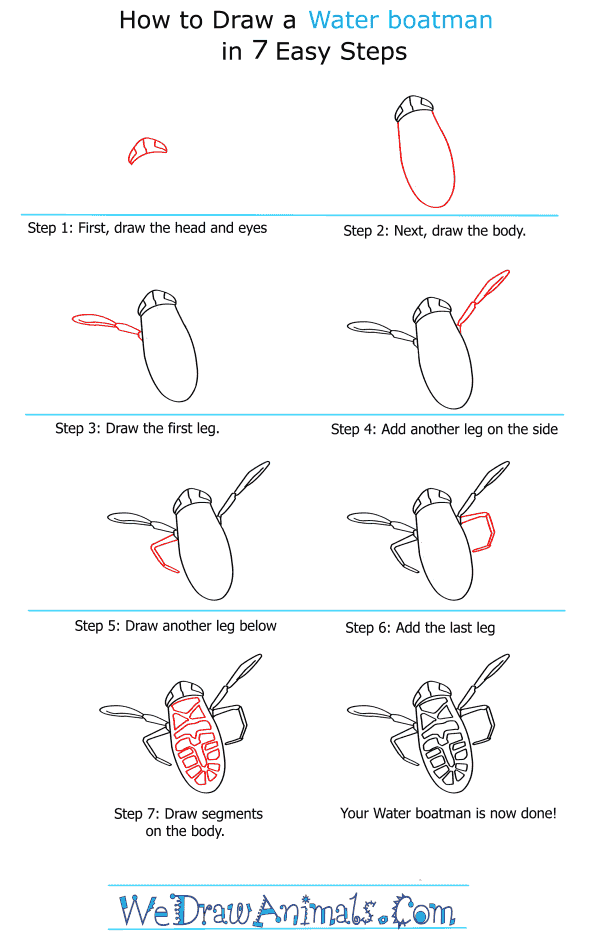 How to Draw a Water Boatman - Step-by-Step Tutorial