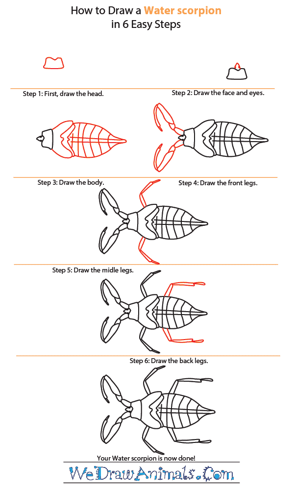 How to Draw a Water Scorpion - Step-by-Step Tutorial