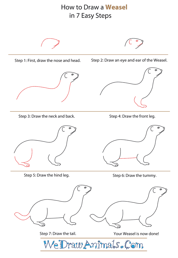 How to Draw a Weasel - Step-By-Step Tutorial