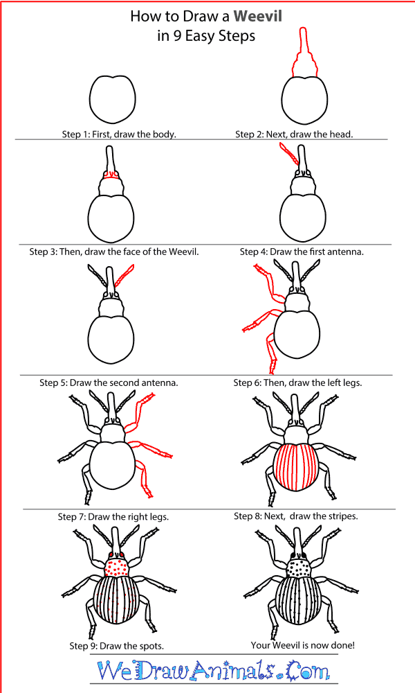 How to Draw a Weevil - Step-By-Step Tutorial