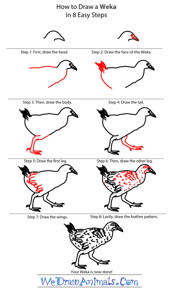 How to Draw a Weka - Step-By-Step Tutorial