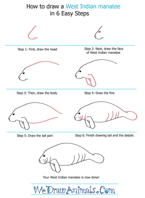 How to Draw a West Indian Manatee - Step-by-Step Tutorial