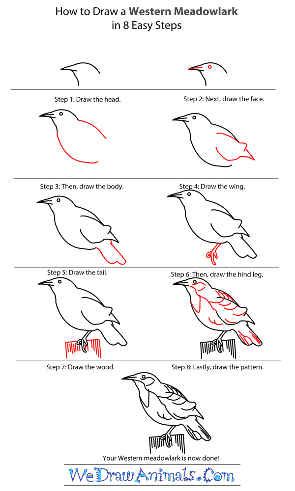 How to Draw a Western Meadowlark - Step-by-Step Tutorial