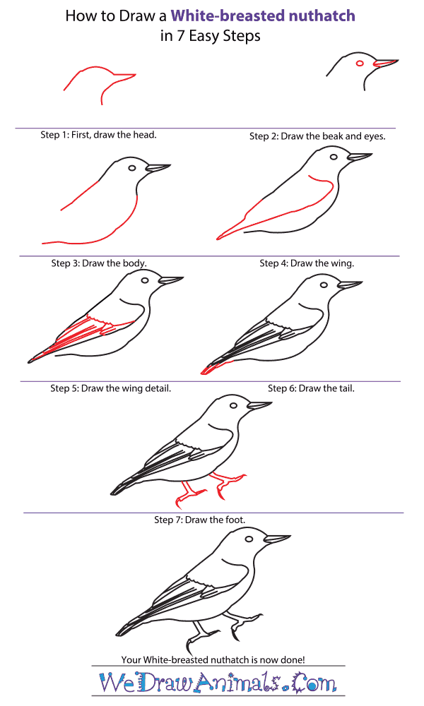 How to Draw a White-Breasted Nuthatch - Step-by-Step Tutorial