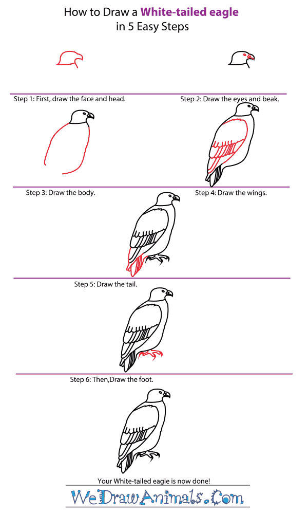 How to Draw a White-Tailed Eagle - Step-by-Step Tutorial