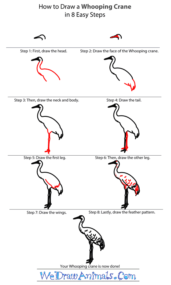 How to Draw a Whooping Crane - Step-By-Step Tutorial