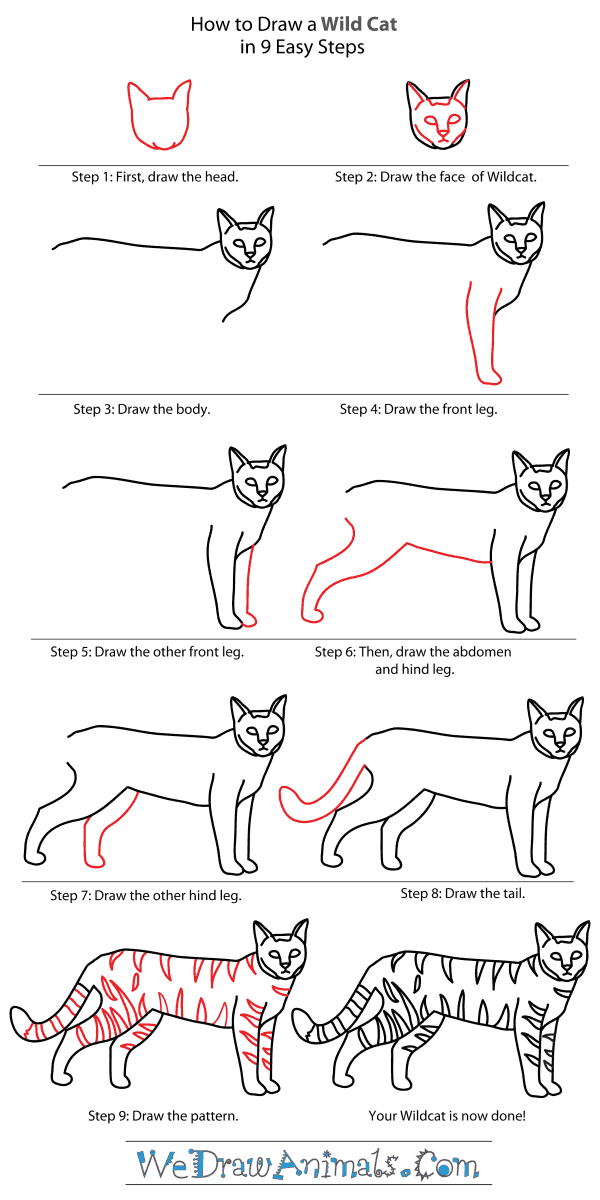 How to Draw a Wildcat - Step-By-Step Tutorial