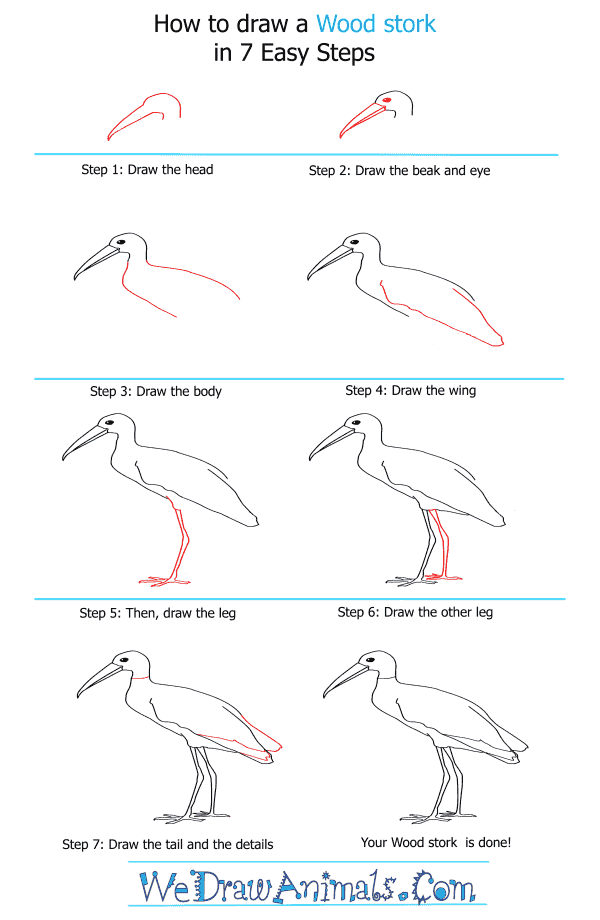 How to Draw a Wood Stork - Step-by-Step Tutorial