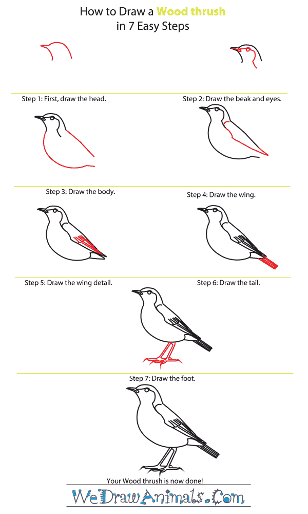 How to Draw a Wood Thrush - Step-by-Step Tutorial