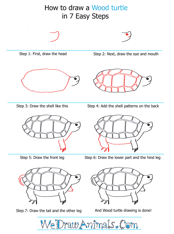 How to Draw a Wood Turtle - Step-by-Step Tutorial