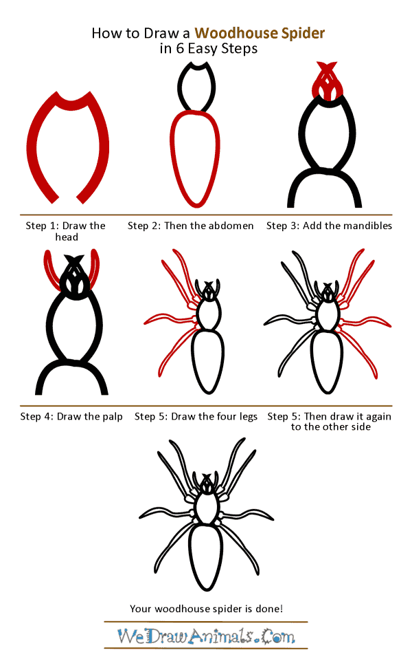 What to Know About the Woodlouse Spider in Your House