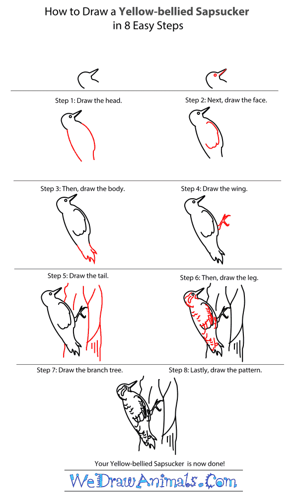 How to Draw a Yellow-Bellied Sapsucker - Step-by-Step Tutorial