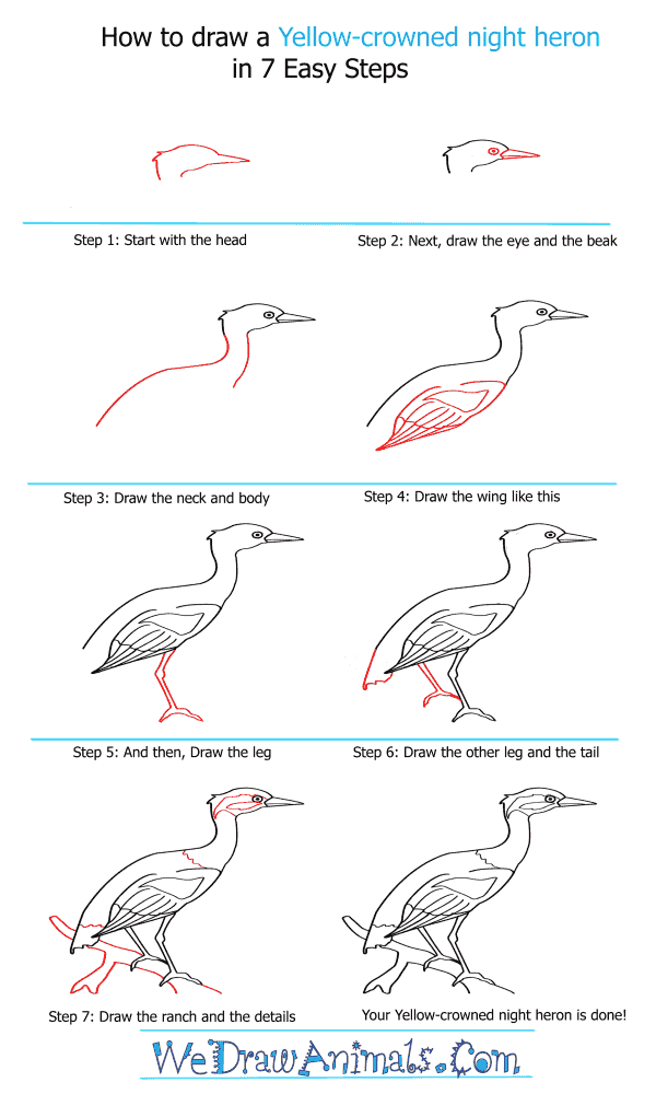 How to Draw a Yellow-Crowned Night Heron - Step-by-Step Tutorial