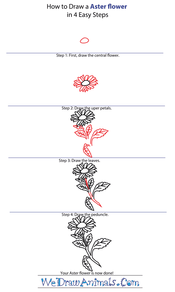 How to Draw an Aster Flower - Step-by-Step Tutorial