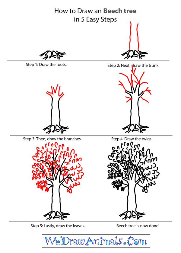 How to Draw a Beech Tree - Step-by-Step Tutorial