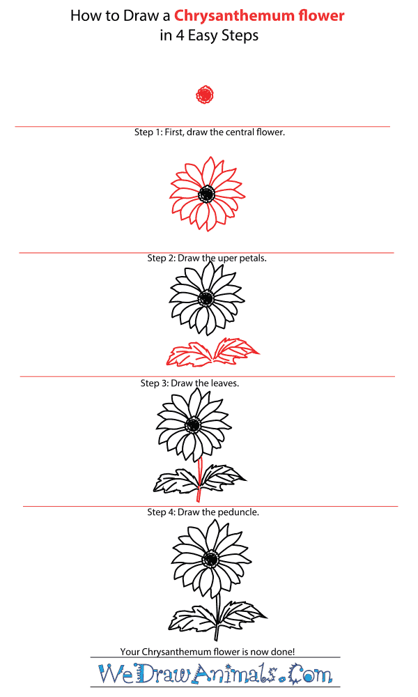 How to Draw a Chrysanthemum Flower - Step-by-Step Tutorial