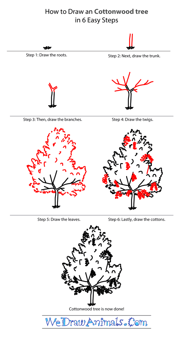 How to Draw a Cottonwood Tree - Step-by-Step Tutorial
