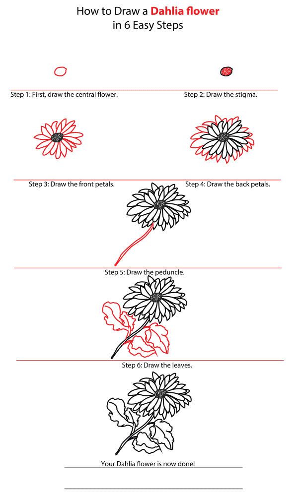 How to Draw a Dahlia Flower - Step-by-Step Tutorial