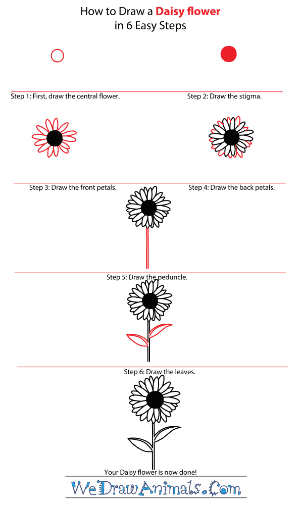 How to Draw a Daisy Flower - Step-by-Step Tutorial