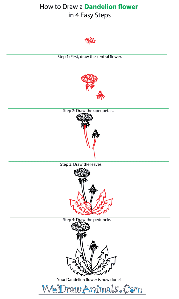 How to Draw a Dandelion Flower - Step-by-Step Tutorial