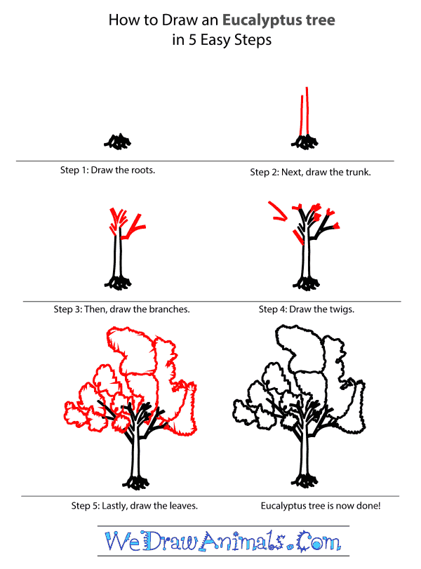 How to Draw an Eucalyptus Tree - Step-by-Step Tutorial