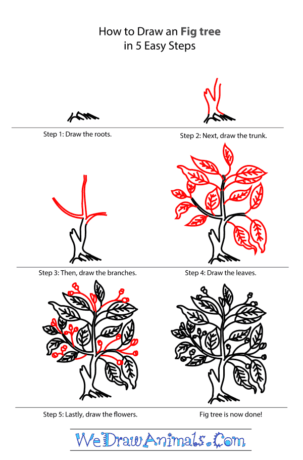 How to Draw a Fig Tree - Step-by-Step Tutorial