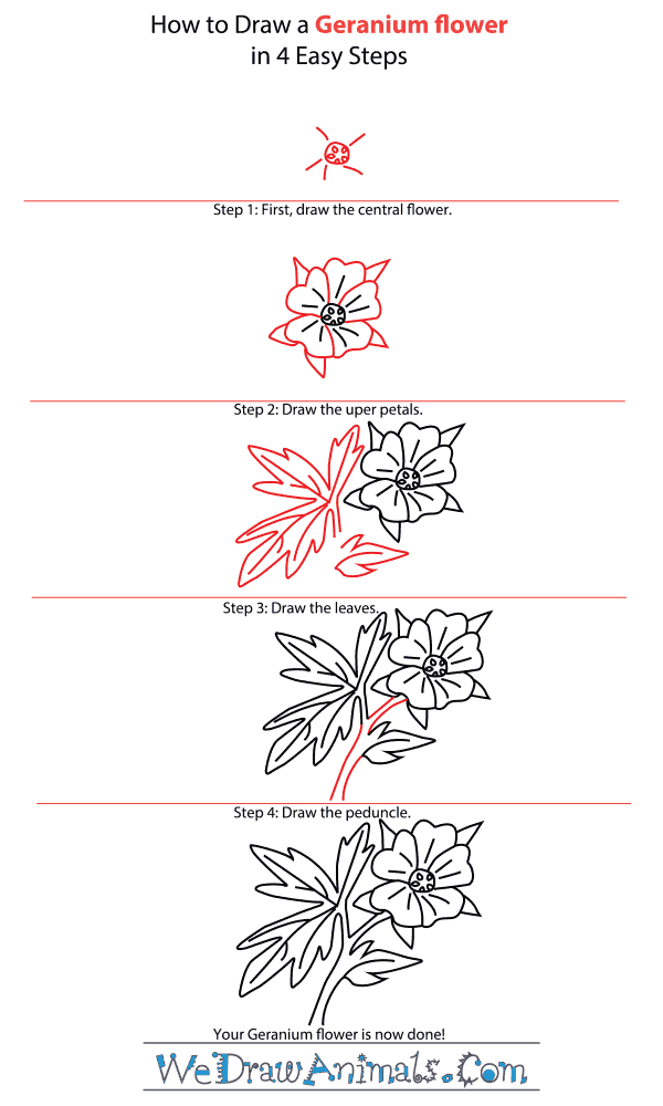 How to Draw a Geranium Flower - Step-by-Step Tutorial