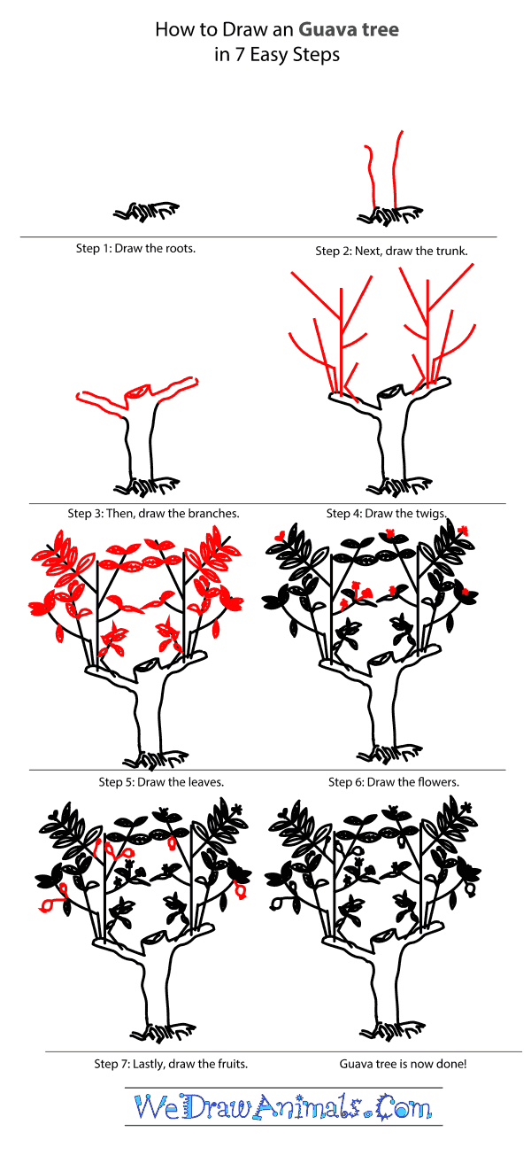 How to Draw a Guava Tree - Step-by-Step Tutorial