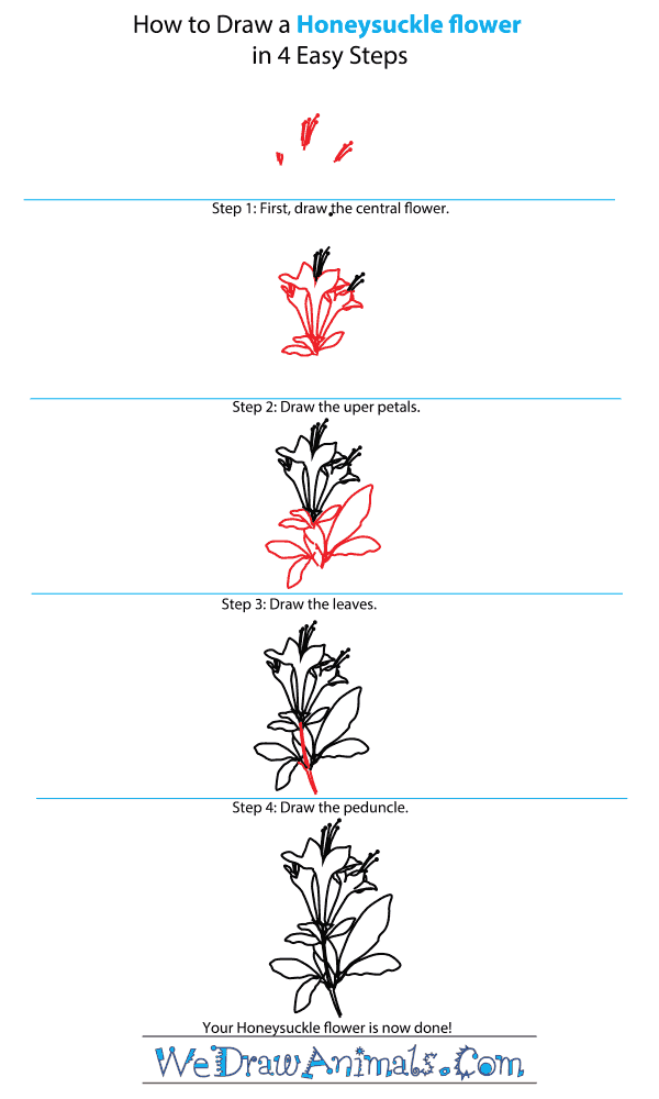 How to Draw a Honeysuckle Flower - Step-by-Step Tutorial