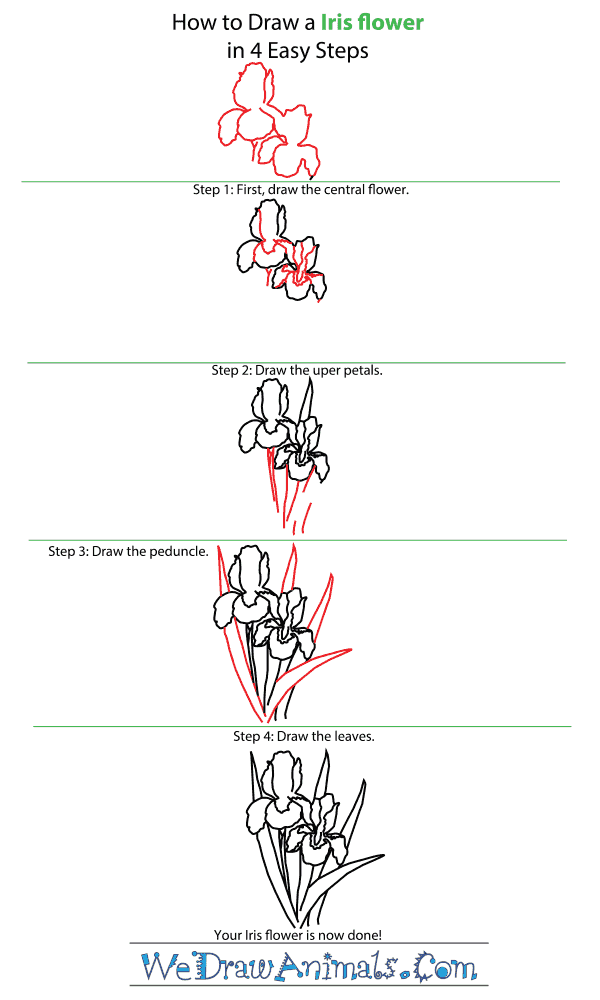 How to Draw an Iris Flower - Step-by-Step Tutorial