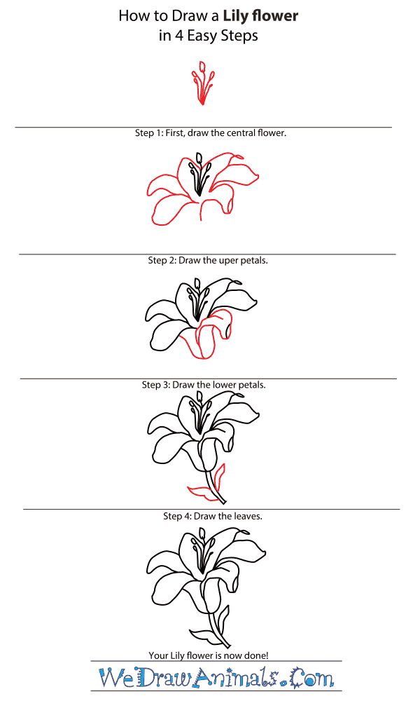 How to Draw a Lily Flower - Step-by-Step Tutorial