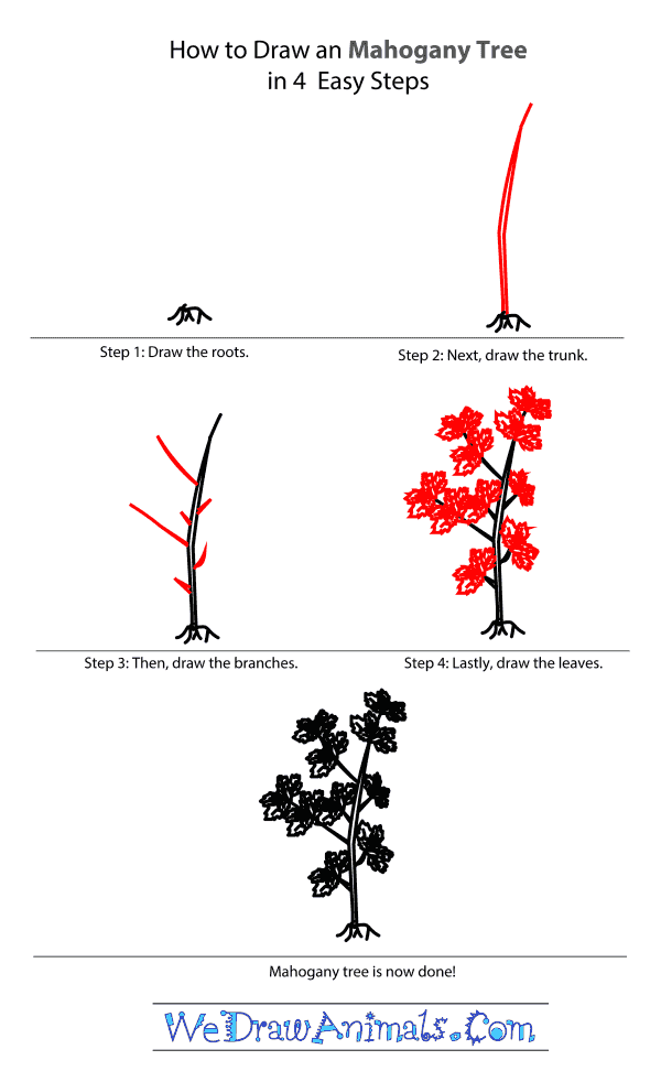 How to Draw a Mahogany Tree - Step-by-Step Tutorial