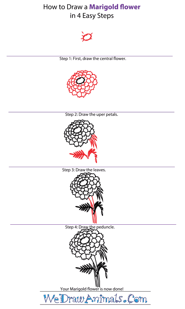 How to Draw a Marigold Flower - Step-by-Step Tutorial