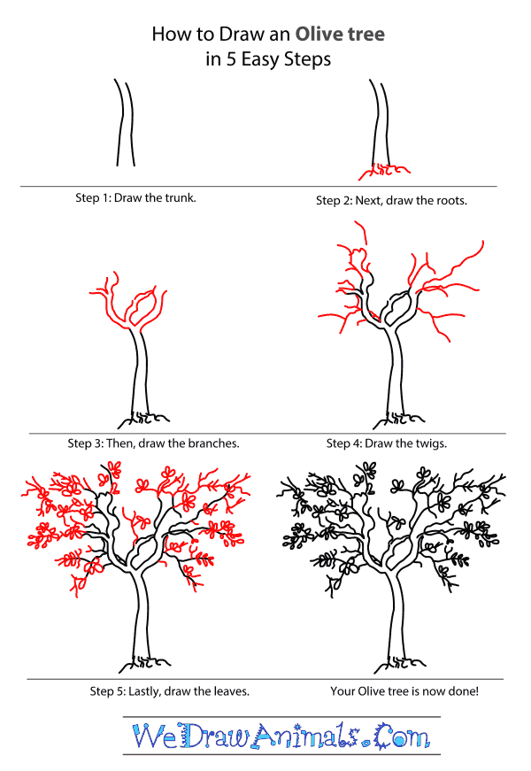 How to Draw an Olive Tree - Step-by-Step Tutorial