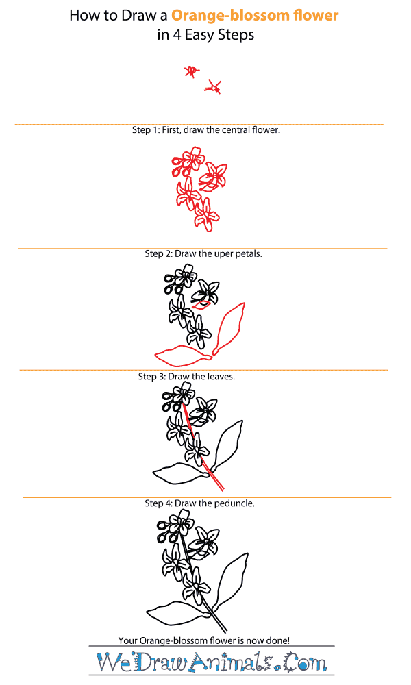 How to Draw an Orange-Blossom Flower - Step-by-Step Tutorial