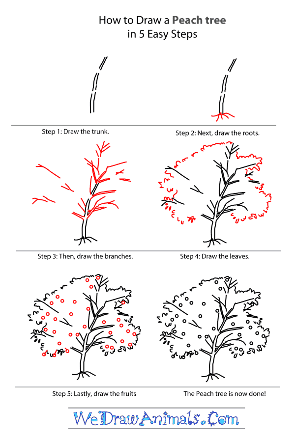 How to Draw a Peach Tree - Step-by-Step Tutorial