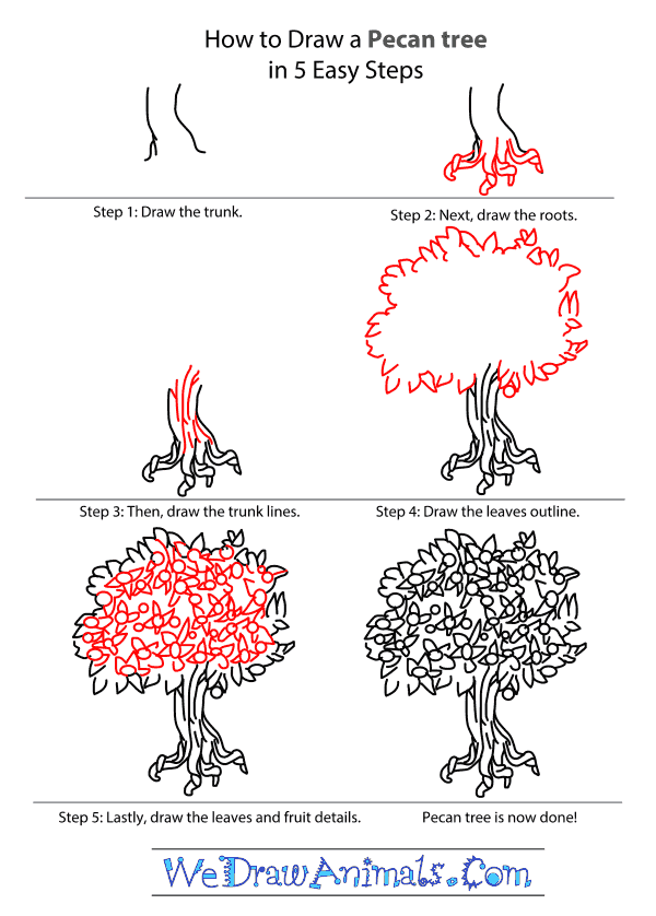 How to Draw a Pecan Tree - Step-by-Step Tutorial