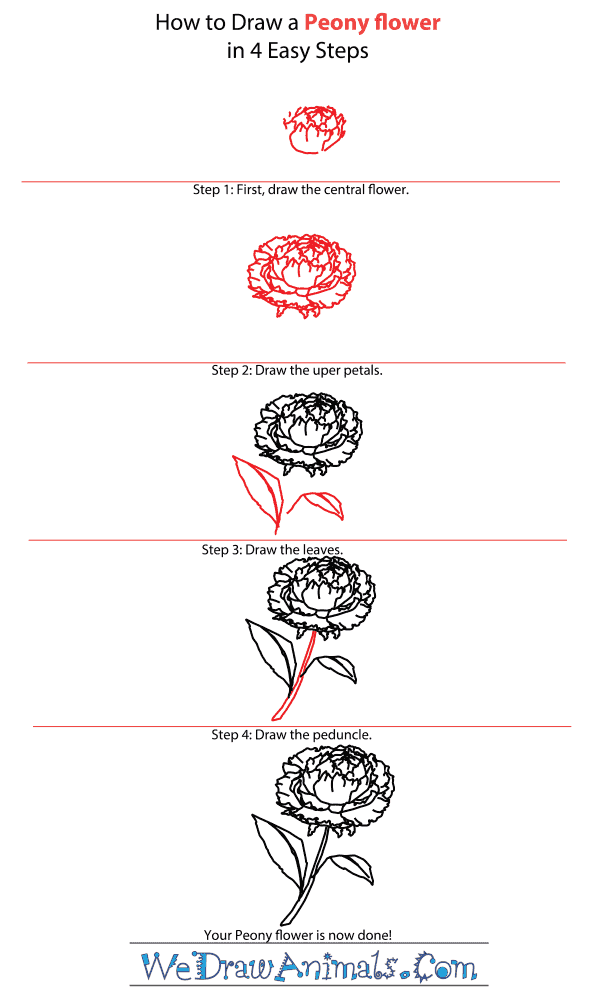 How to Draw a Peony Flower - Step-by-Step Tutorial